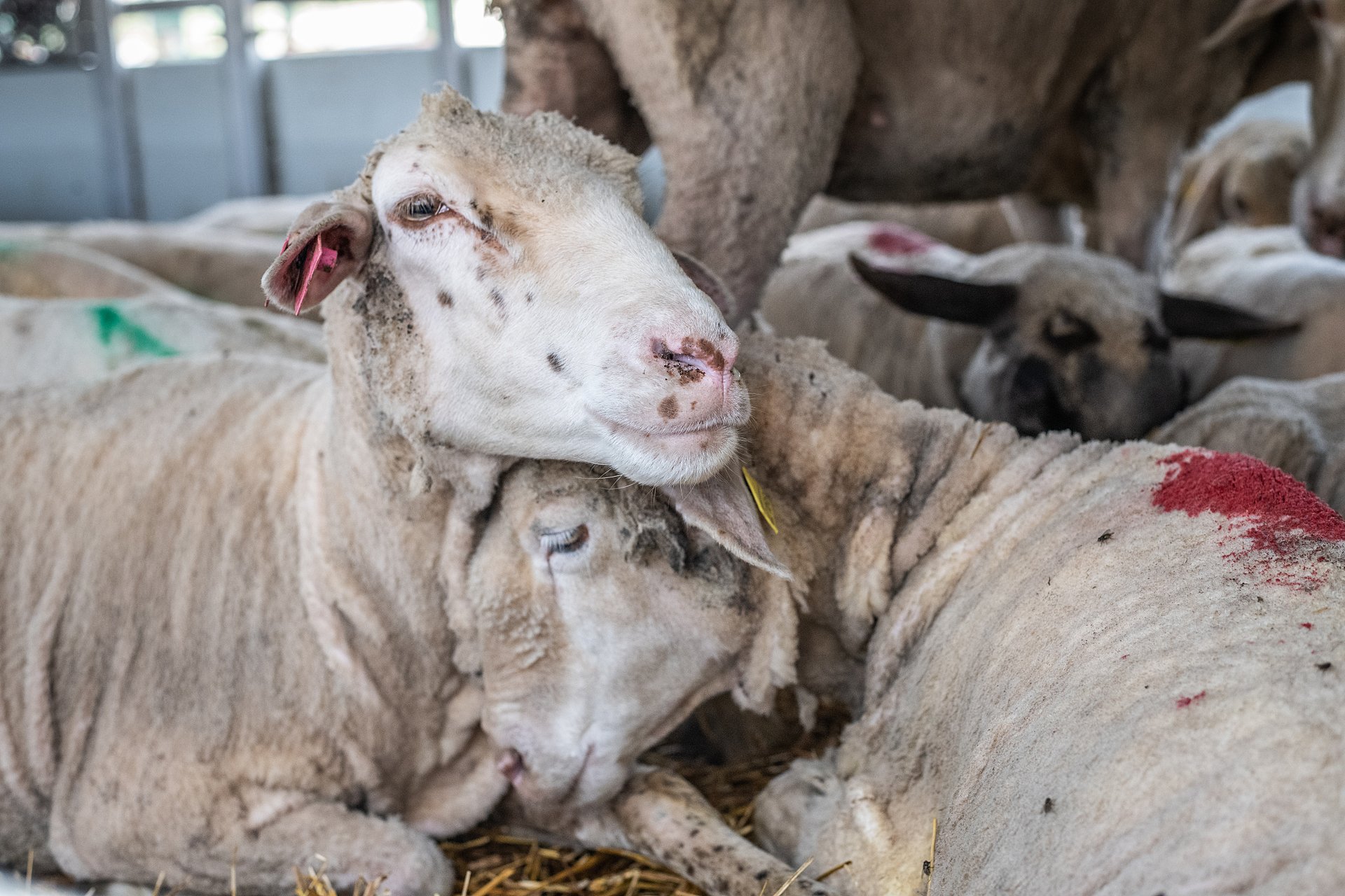 The Wool Industry and Live Export | Wool Facts