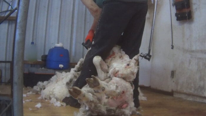 Is Shearing Cruel to Sheep? | Wool Facts