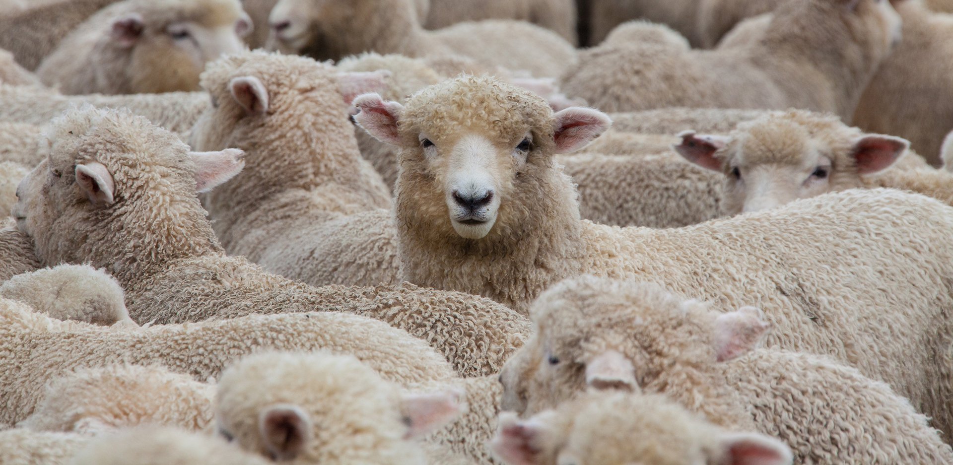 How Much Do You Know About Sheep and Their Wool? | Wool Facts