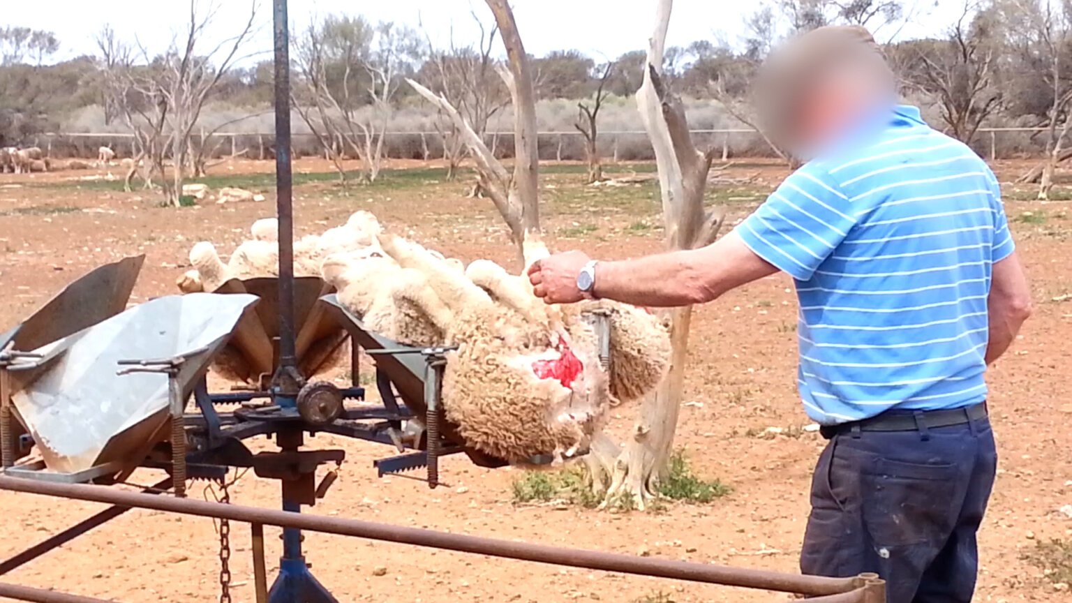 Wool Industry Investigations in Australia Wool Facts