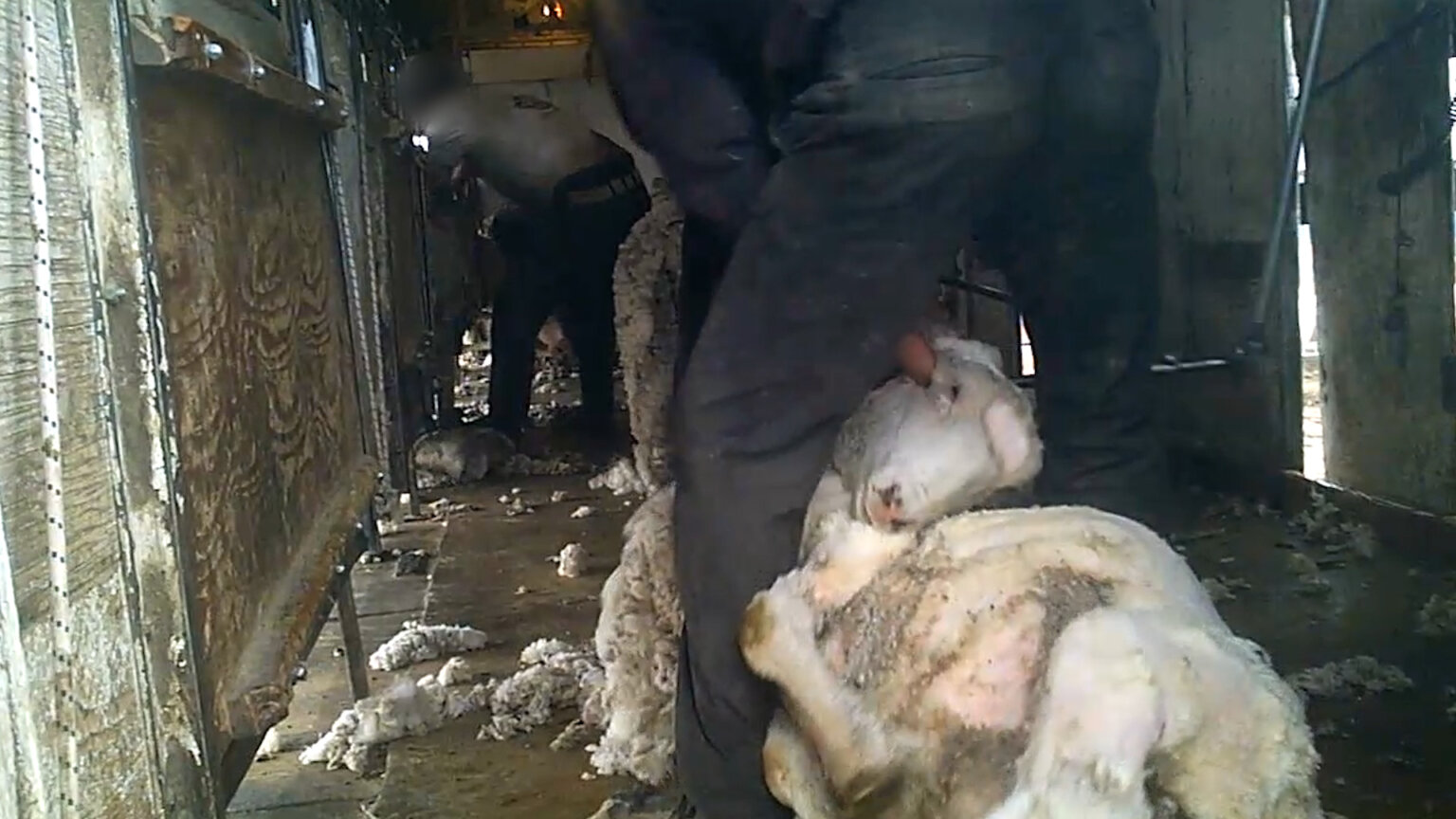 Wool Industry Investigations in the United States | Wool Facts
