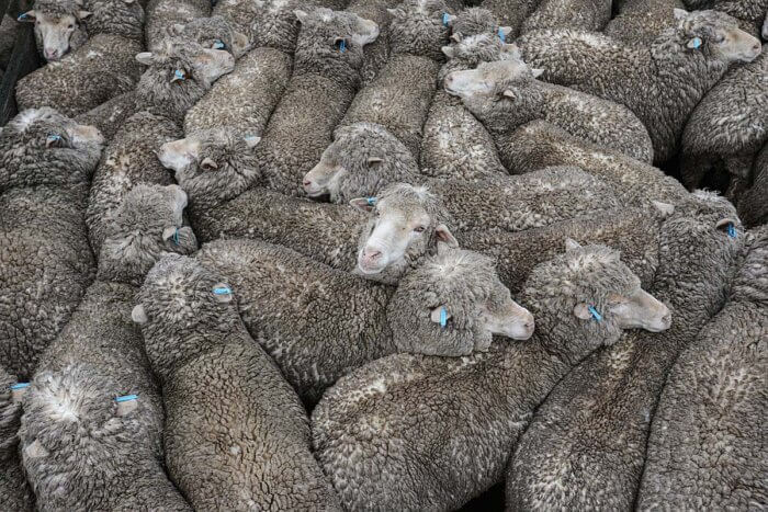 Sheep crammed into a pen