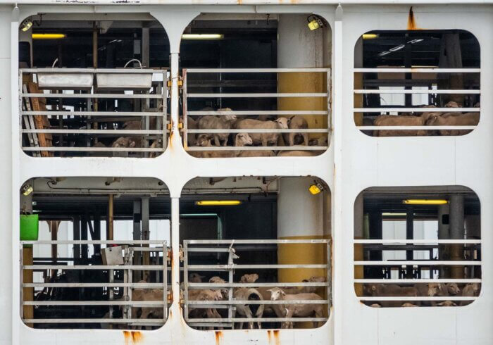 Sheep on a multi-level live export ship