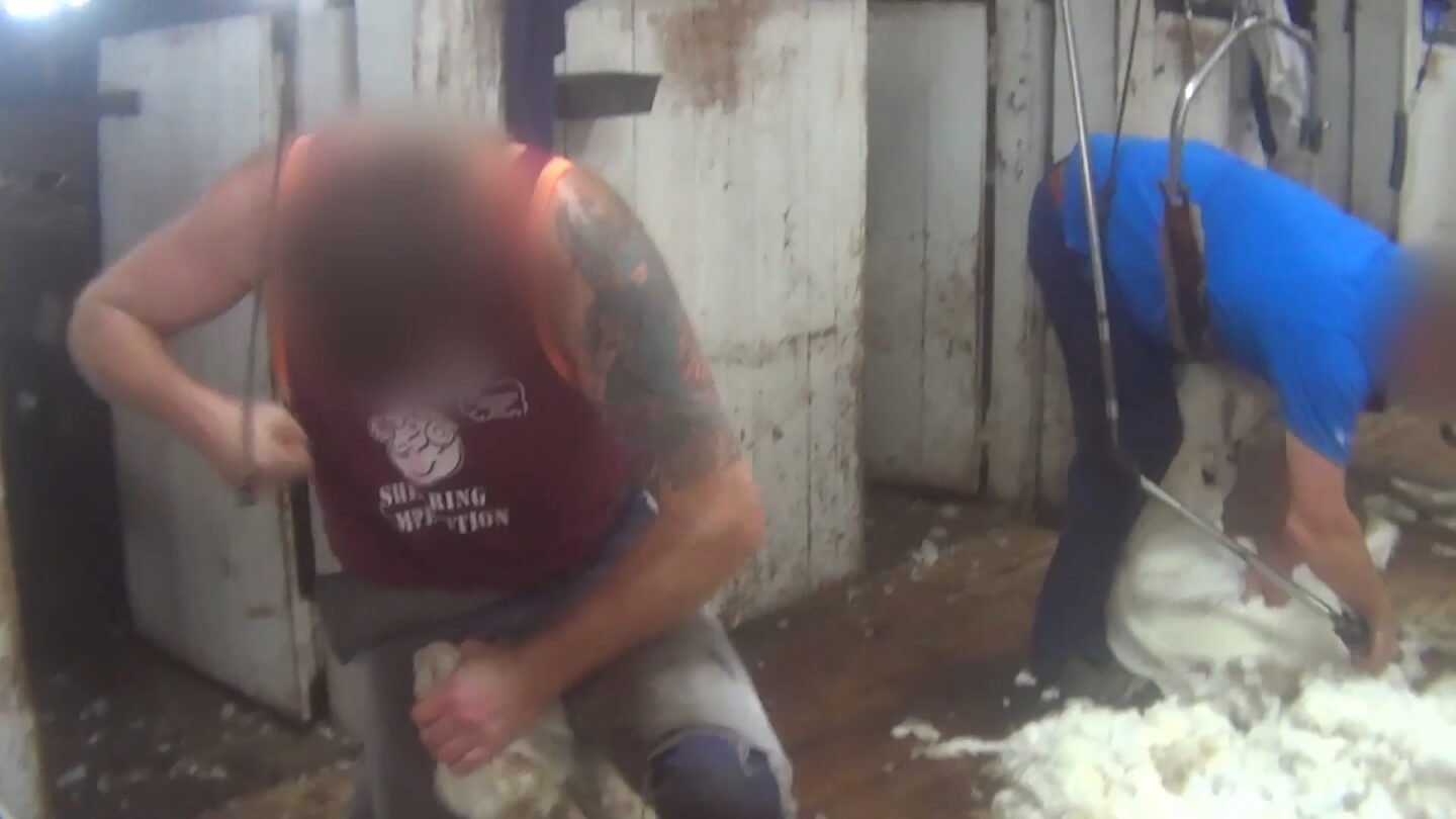 A man in a shearing shed punching a sheep.