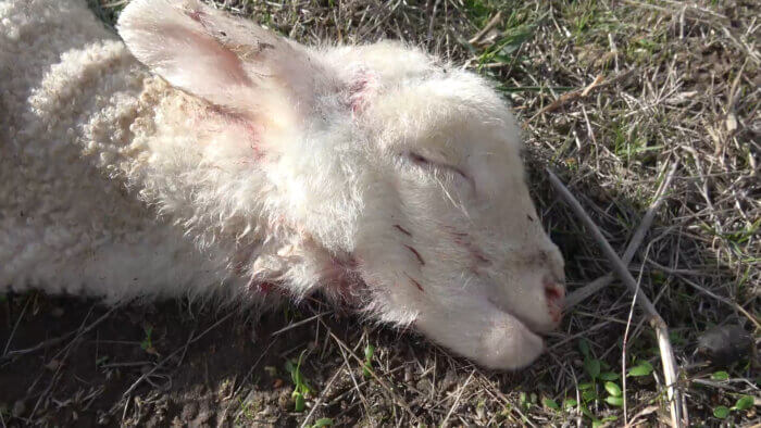 A dead lamb in a field