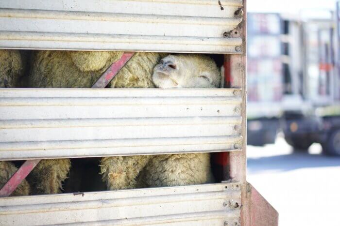 a sheep crushed in a transportation truck.