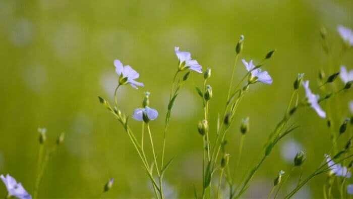 Blue plants in a green field