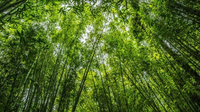 A forest of bamboo plants