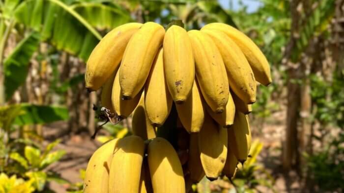 A person holding up bananas, which can be used to make plant wool