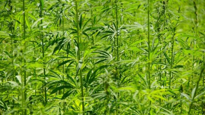 Hemp plants in a forest
