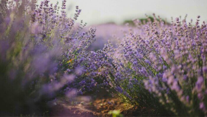 A large lavender field