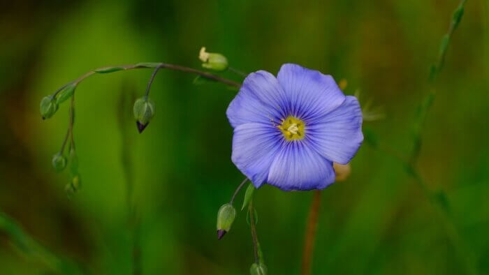 A flower on a flax plant used to make linen, a plant wool