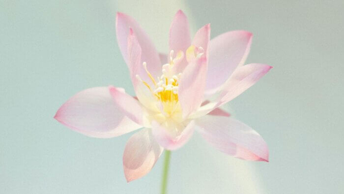 A pink lotus flower in front of a blue background