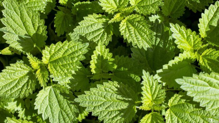 A close-up shot of green nettles