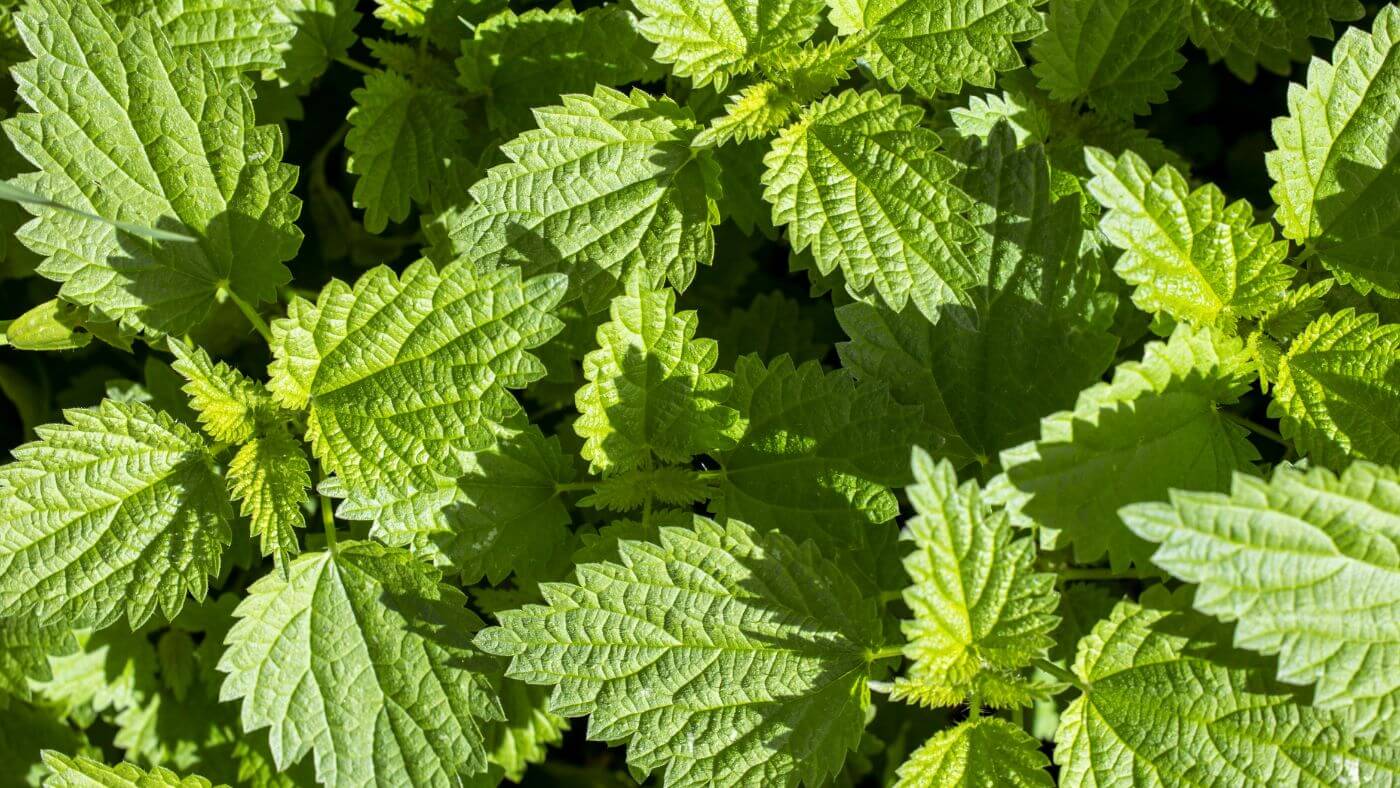 serissa plant Serissa foetida Mt. Fuji Pint Plant  Southern Flower Garden