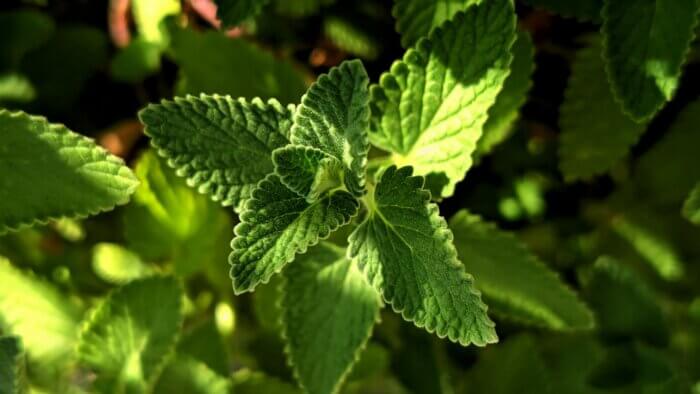 A green peppermint plant