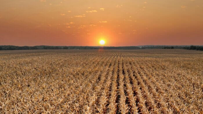 A large field full of cotton plants at sunset