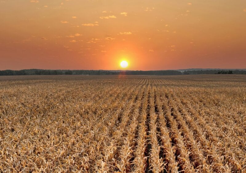 A large field full of cotton plants at sunset