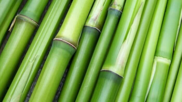 A close-up of a green bamboo plant, used to make plant wool
