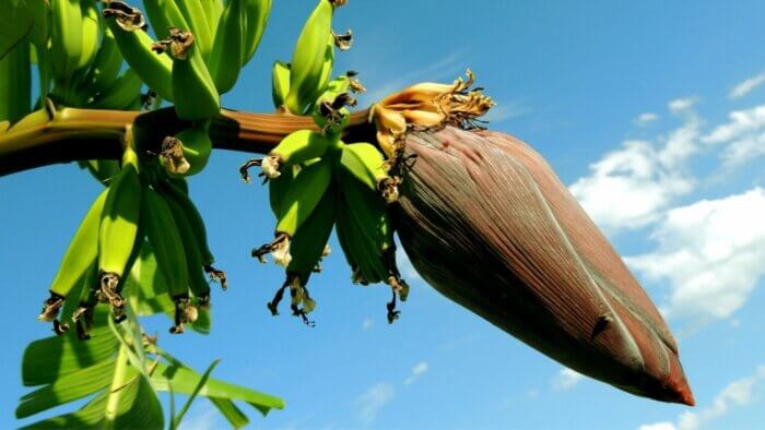 A banana plant in front of a blue sky