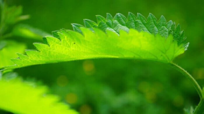 A close-up of a nettle plant, which is used to make plant wool