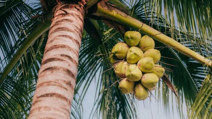 Coconuts growing on a tree
