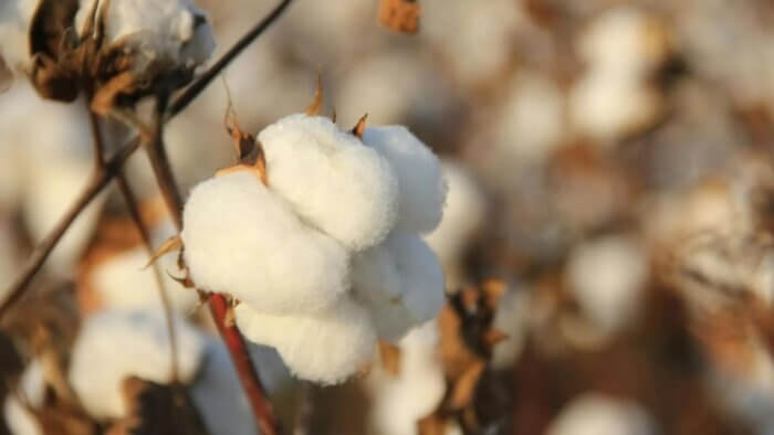 Discover Plant Wools | Wool Facts