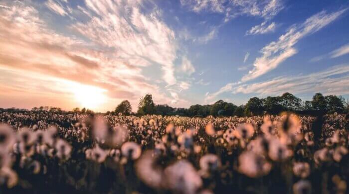 A field full of plants used to make plant wool