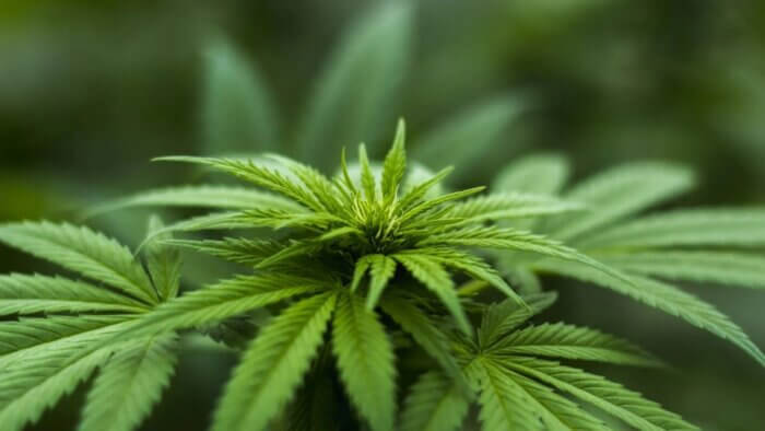 A close-up of a hemp plant, which is used to make plant wool