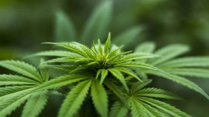 A green hemp plant, which is used to make plant wool