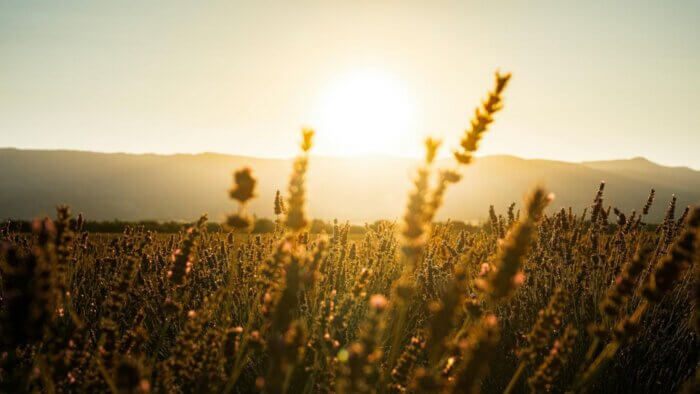 A lavender field in the sunlight