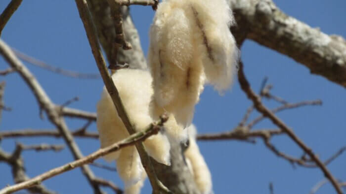 A kapok plant, which can be used to make plant wool