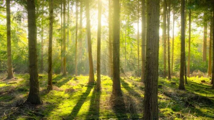 A forest shot with sun shining through the trees