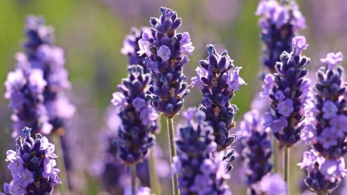 Purple lavender plants in a field