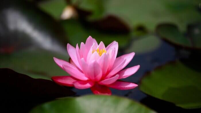 A pink lotus flower