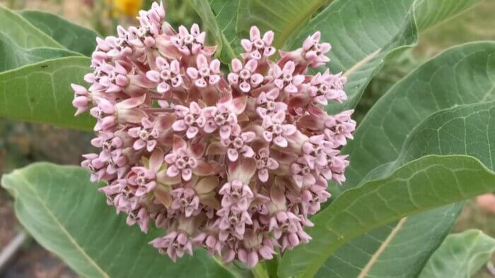 A close-up of a pink milkweed plant