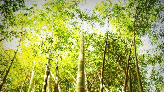 Trees in a forest