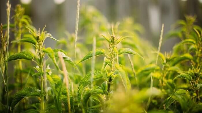 Green and yellowy nettles in a forest, which can be used to make plant wool