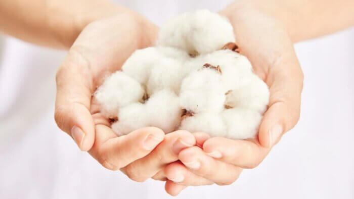 A close-up of hands holding organic cotton plants