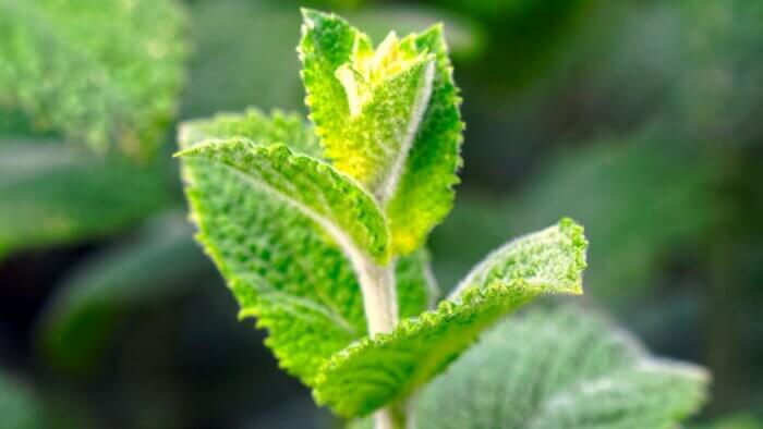 A green peppermint plant, which can be used to make plant wool