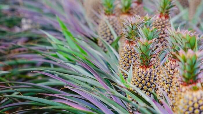 Pineapples on a pineapple farm