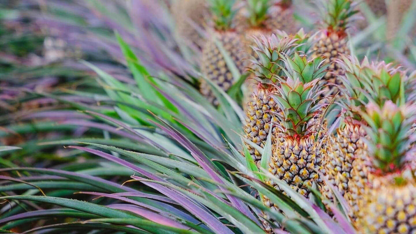 Pineapple Thread Making Pineapple