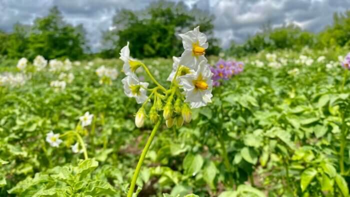 Flowers blooming out of a potato plant, which can be used to make plant wool, in a green field