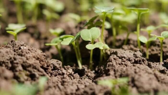 Small green plant buds growing out of the soil