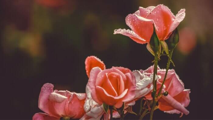 Roses growing in a forest