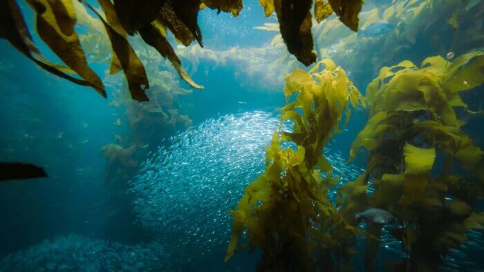 Seaweed and fish under the sea