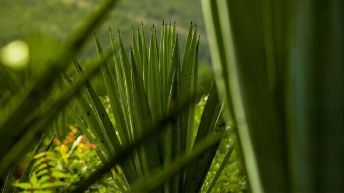 A green agave sisalana plant, used to make sisal