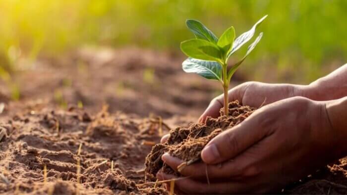 A paid of hands holding up a small green shrub in the earth