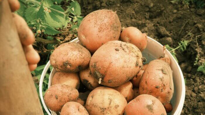 A bucket full of potatoes in a potato plant field