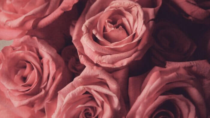 A close-up of pink roses